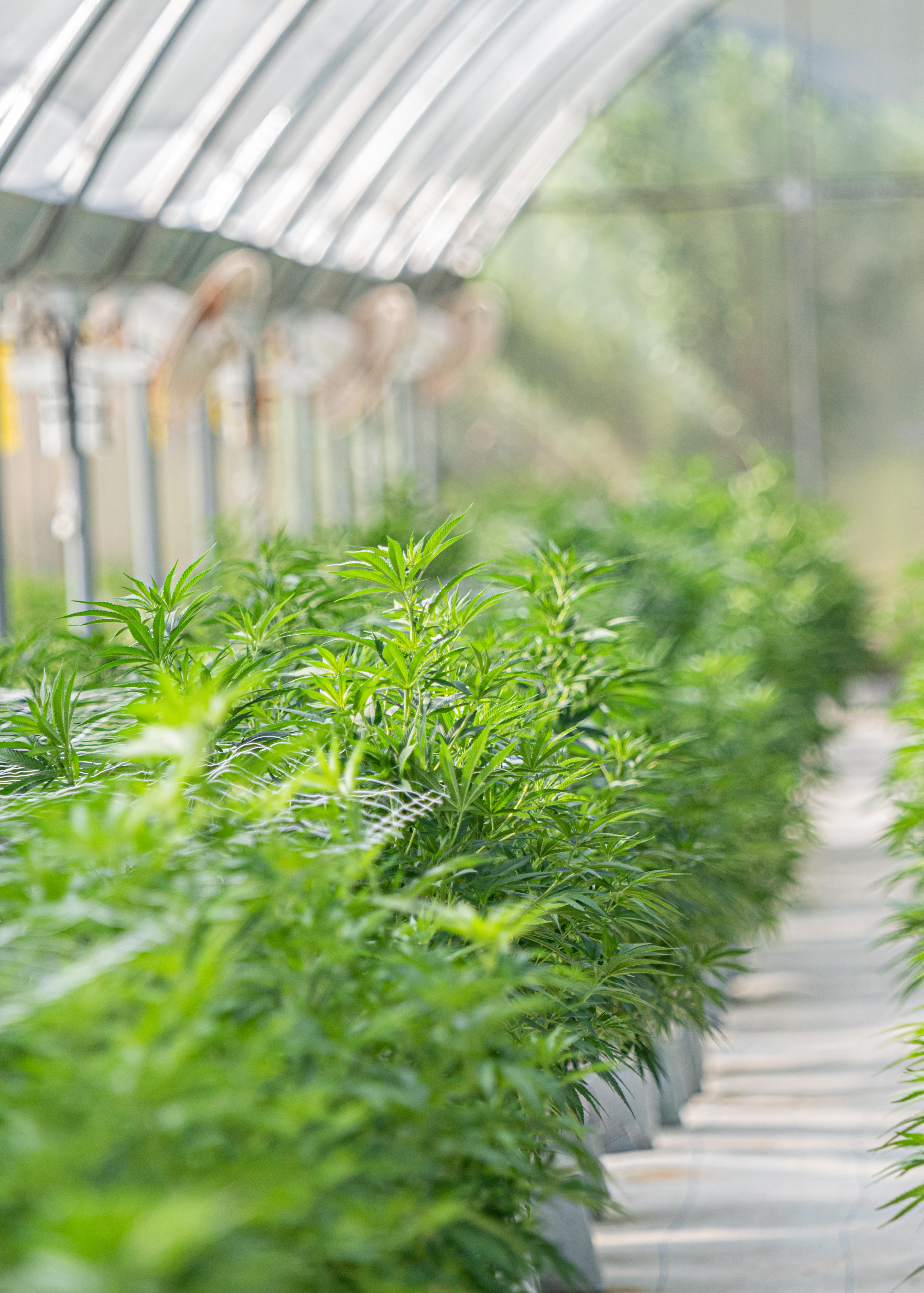 Producción indoor regulada — licencia MGAP