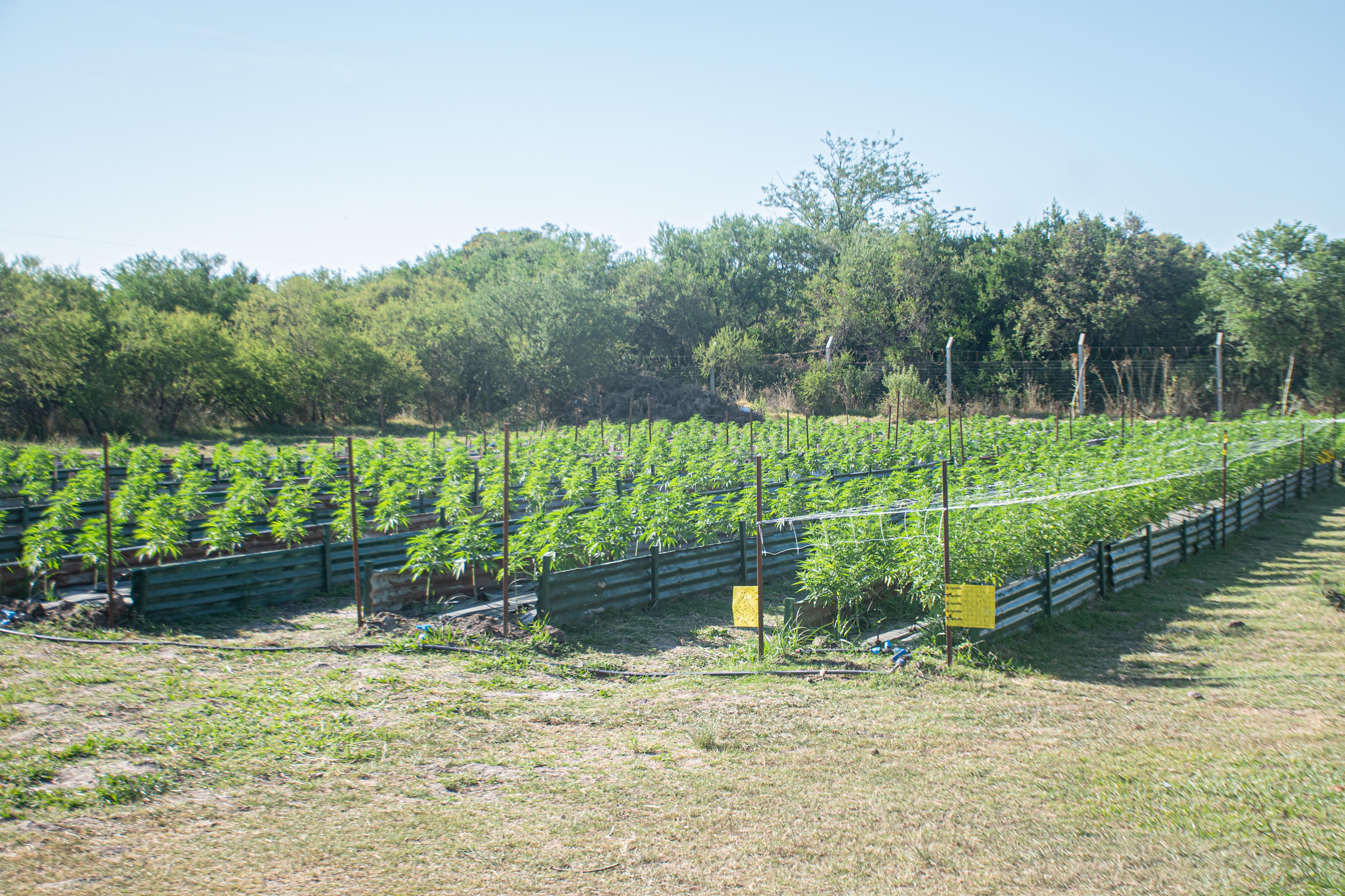 Campo de Materia prima CBD certificado, Uruguay