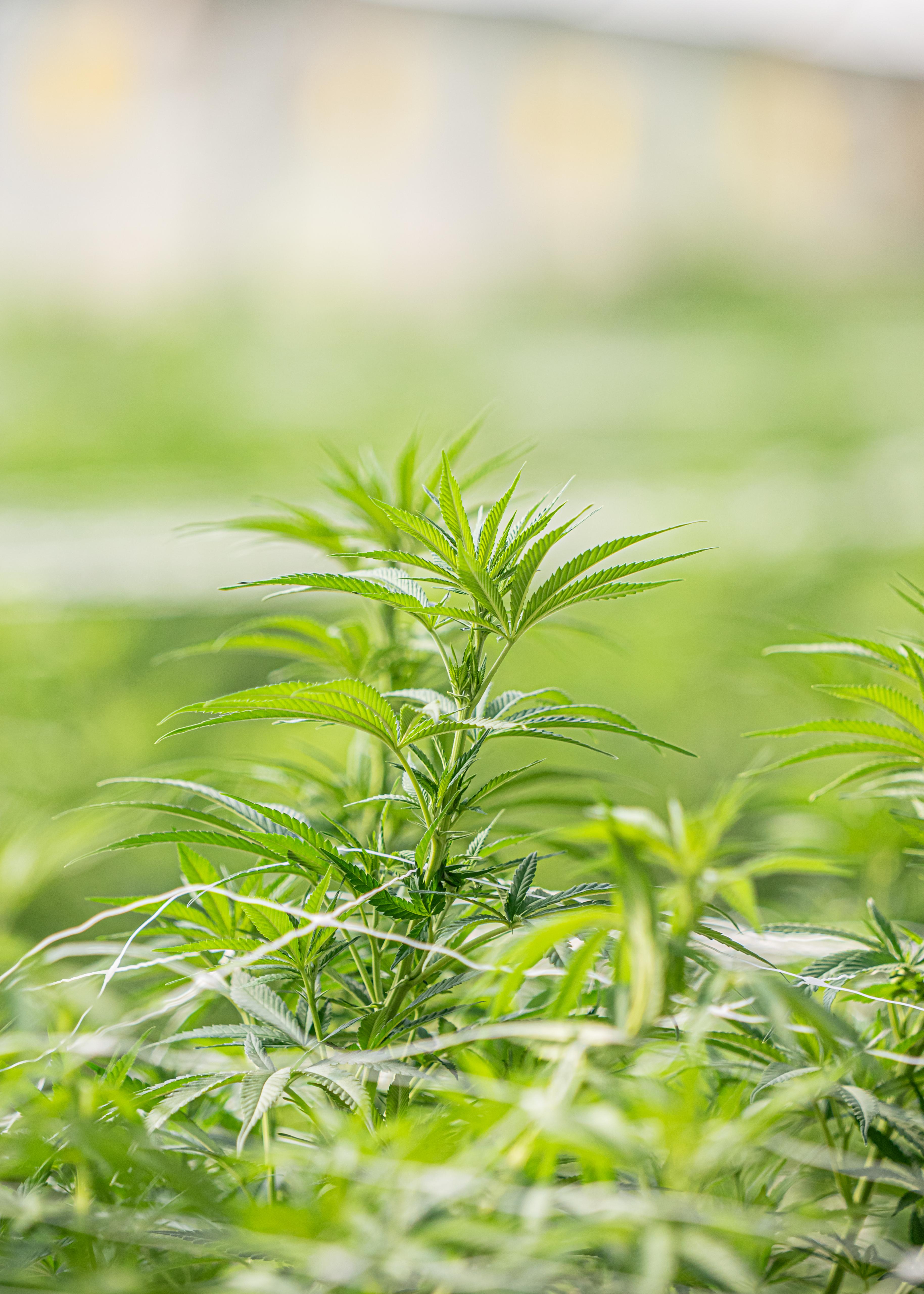 Cultivar de Materia prima CBD dominante en CBD